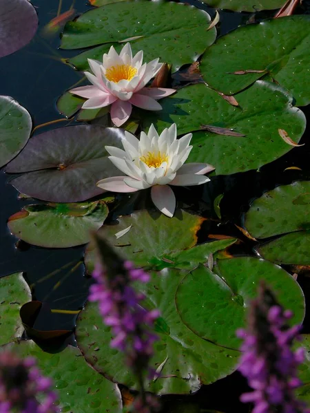 Water lily pond with white water lilies, european white water lily (Nymphaea alba), Water lily pond with white water lilies, white water lily
