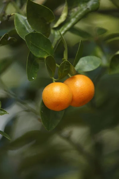 Calamondia Calamondin Citrus Fortunella Calamondin Mitis Frutal Tree Tree Florida — Foto de Stock