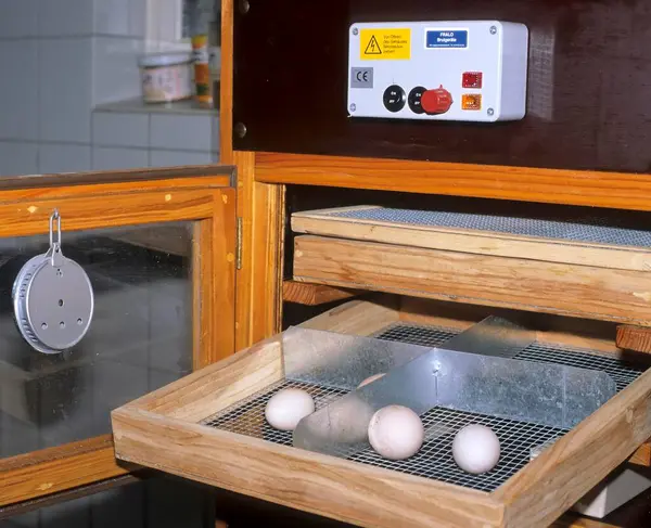 Huevos Fondo Incubadora —  Fotos de Stock