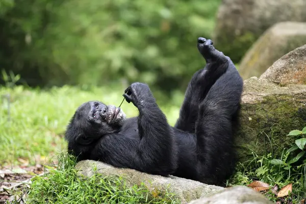 Chimpanzé Central Pan Troglodytes Troglodytes Adulto Masculino Deitado Descansando Chimpanzé — Fotografia de Stock