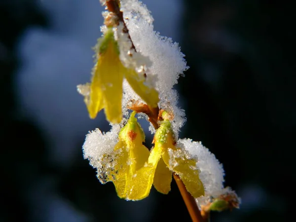 Forsithia Flower Snow — Stock Photo, Image