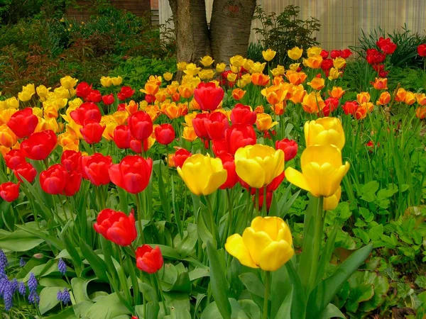 Красивый Цветок Тюльпана Летнем Саду — стоковое фото