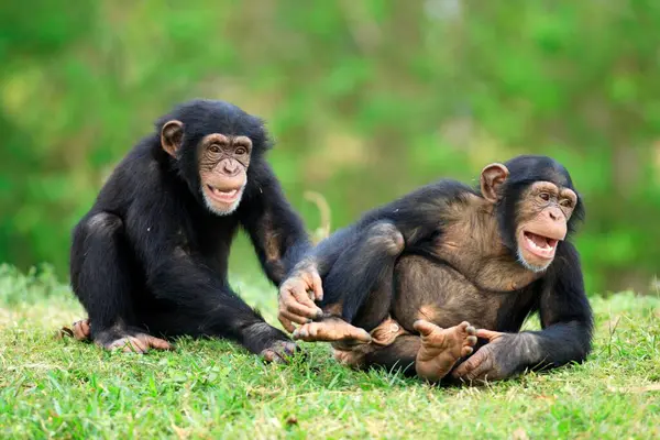 Chimpanzee Chimpanzee Pan Troglodytes Juvenis Jogando Ocorrência África — Fotografia de Stock