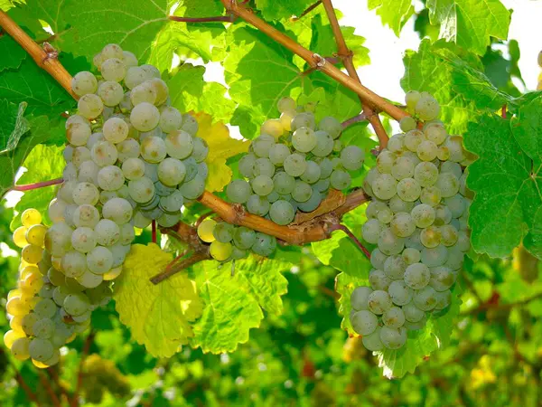 Rijp Witte Druiven Van Wijnstok — Stockfoto