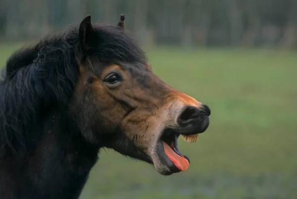 Exmoor Pony Buren Exmoor Pony — Stockfoto