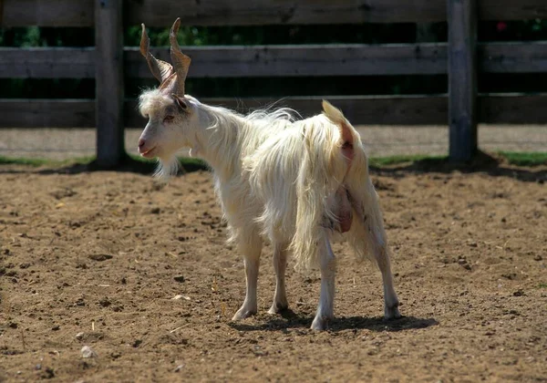 Girgentana Goat Girgentan Goat — Stock Photo, Image