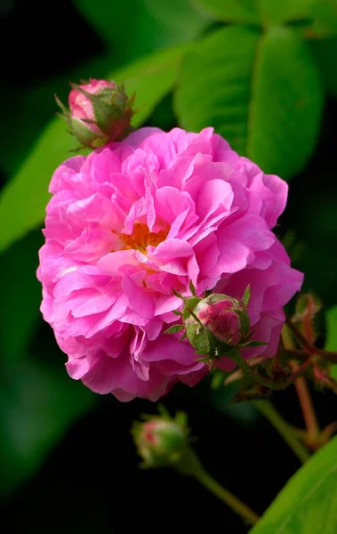 Рожева Літня Троянда Квітка Літні Квіти — стокове фото