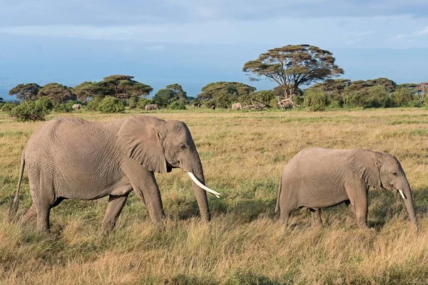 Elefantes Africanos Loxodonta Africana Vaca Elefante Com Animal Jovem Parque — Fotografia de Stock