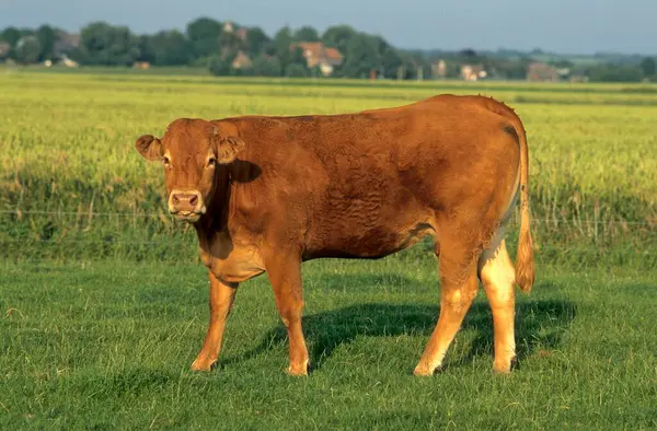 Carne Vaca Limousin Prado Verde — Fotografia de Stock