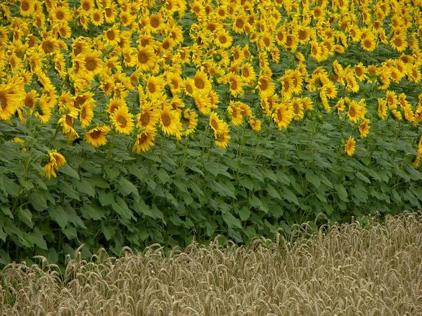 Słoneczniki Rosnące Polu Koncepcja Rolnictwa — Zdjęcie stockowe