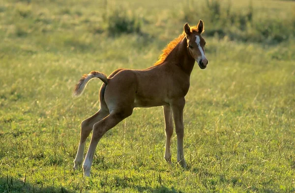 Welsh Pony Foal Background — Stock Photo, Image