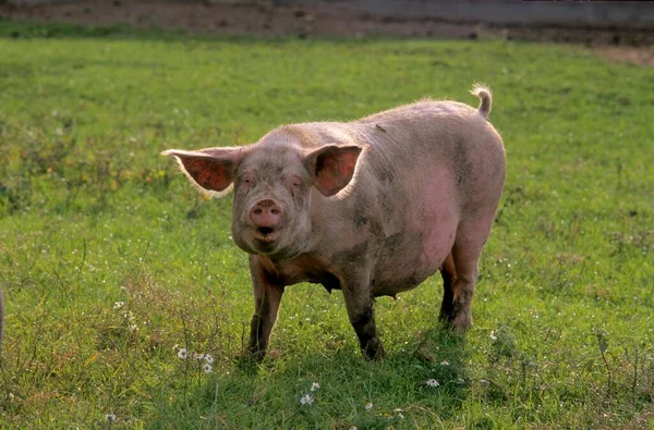 Cerdo Sus Scrofa Domestica Cerca — Foto de Stock