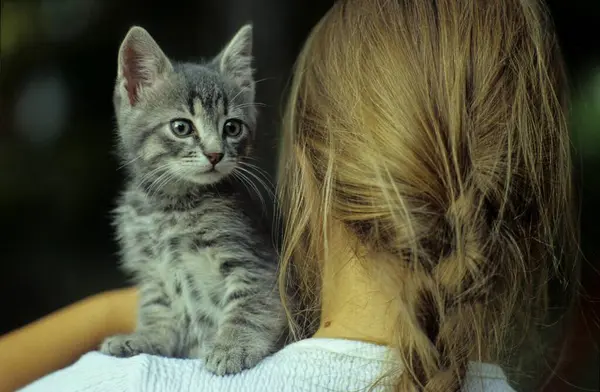 Chica Con Gato Hombro —  Fotos de Stock