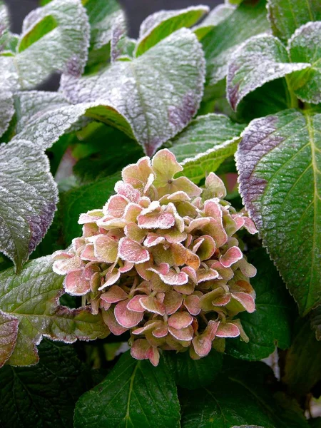 Hydrangea Flowers Growing Garden — Stock Photo, Image