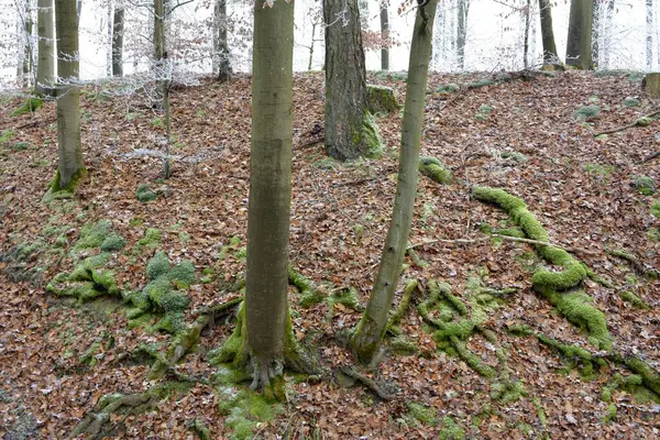 Maulbronn Givre Dans Forêt — Photo