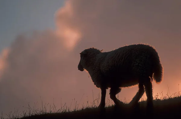 Country Sheep Domestic Sheep Flock Sheep Dike North Sea North — Stock Photo, Image