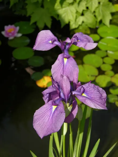 Marsh Iris Фіолетові Квіти Крупним Планом — стокове фото