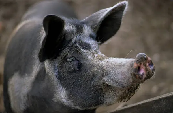 Dinamarquês Sortbroget Pig Fundo Natureza — Fotografia de Stock