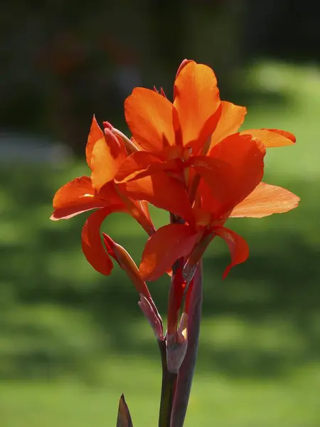 Floraison Rouge Canna Hybride Canna — Photo