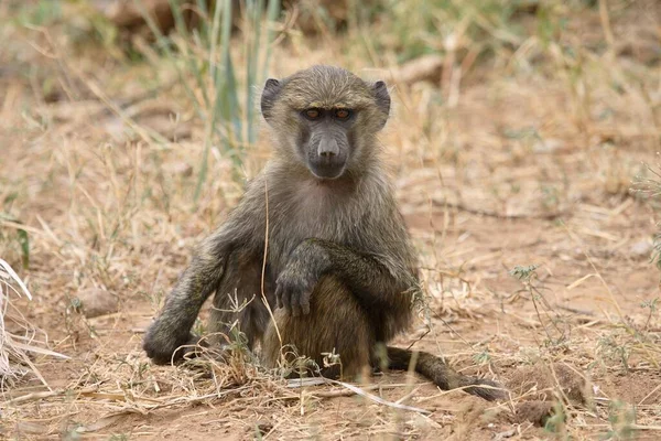 Χαριτωμένη Μαϊμού Που Ποζάρει Στο Ζωολογικό Κήπο Κοντινή Θέα — Φωτογραφία Αρχείου