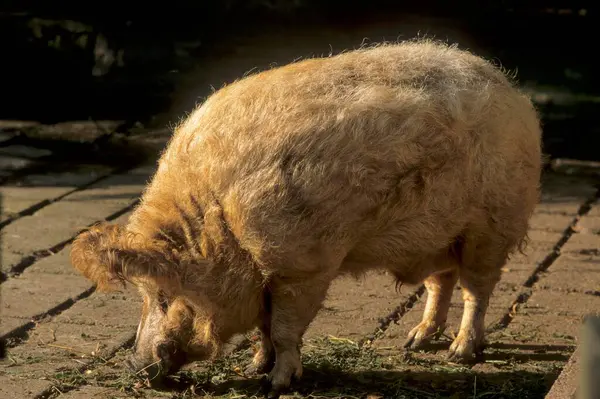 Mangalica Pig Mangalitza Mangaliza Sheep Pig Mangalitza Woolly Pig — Stock Photo, Image