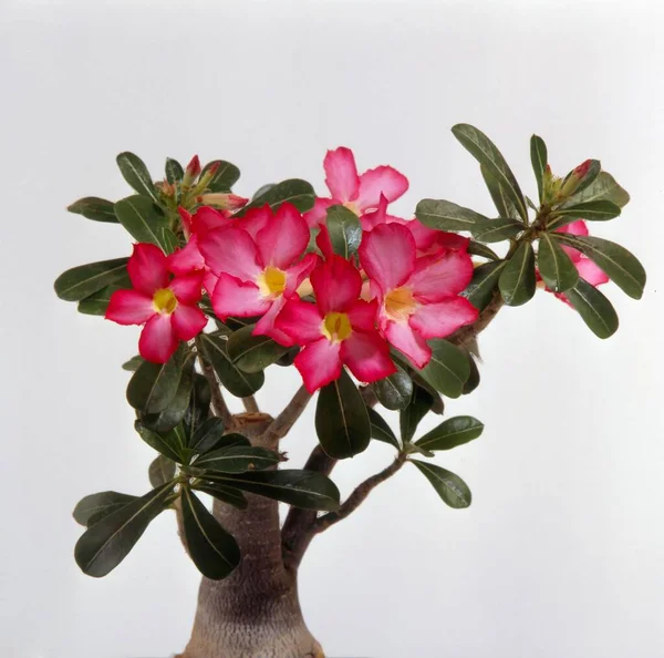 Desert rose (Adenium obesum), Adenium obesum, also desert rose, cactus plant