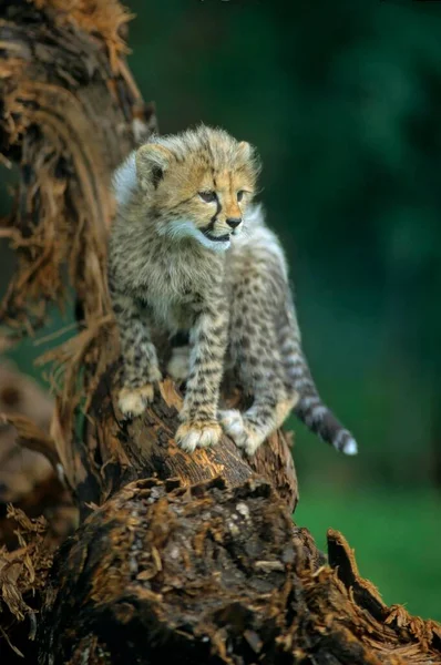 Cheetah Klättra Trädet Närbild — Stockfoto