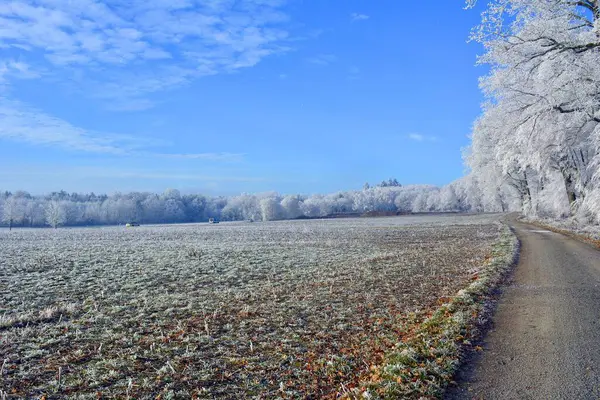 Maulbronn 森林中的寒霜 — 图库照片
