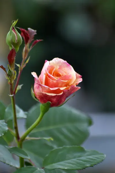 Vermelho Laranja Arbusto Rosa — Fotografia de Stock