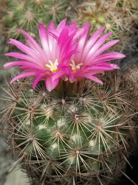 Coryphantha Pseudoechinus Cactus Plant — Stock Photo, Image