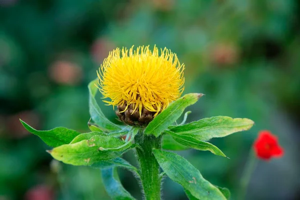 stock image Armenian Basket Flower, flowering, Armenian Basket Flower, globe knapweed (Centaurea macrocephala), Germany, Europe