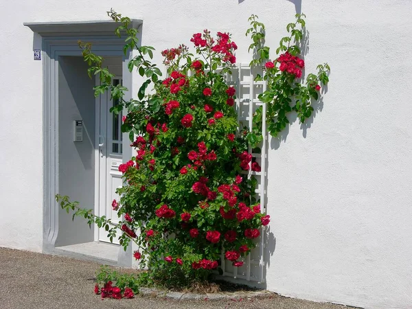 Красные Розы Входной Двери Стена Белого Дома Розы Кустарника — стоковое фото