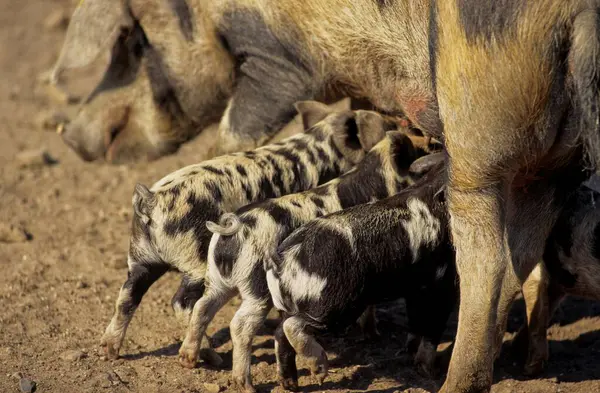 Turopolje Domuz Yavruları Anne Sütü Içiyor — Stok fotoğraf
