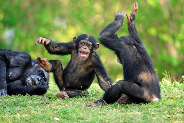 Chimpanzé Chimpanzé Pan Troglodytes Mulher Adulta Com Jovens Com Jovens — Fotografia de Stock