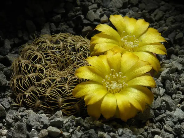 Sulcorebutia Candiae Fr774 Cactus Plant — Stock Photo, Image
