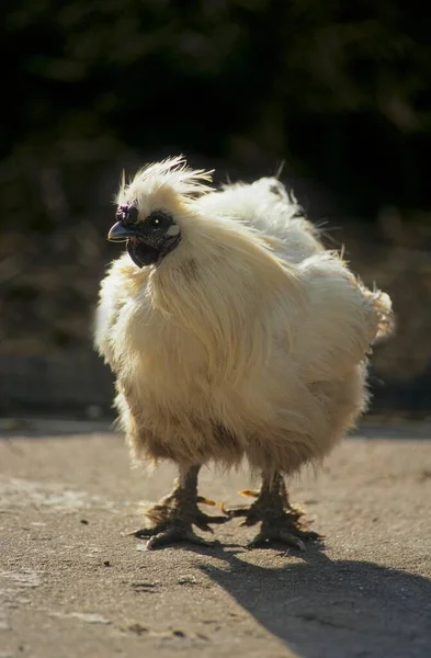 Silkie Domestic Fowl Nature Background — Stock Photo, Image
