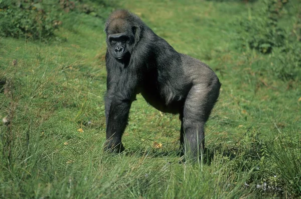 Gorila Las Tierras Bajas Occidentales Gorila Masculino Gorila — Foto de Stock