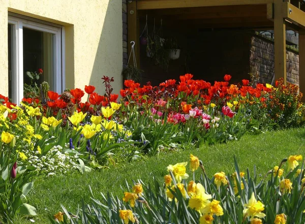Tulip Garden Πολύχρωμη Tulip Bed Tulip Τουλίπες Στον Κήπο — Φωτογραφία Αρχείου