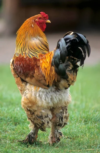 Coq Fier Dans Poulailler — Photo