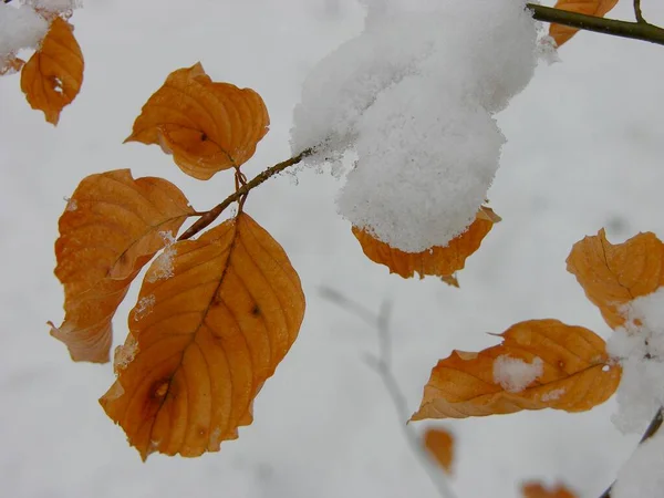 Буковые Листья Снегом — стоковое фото