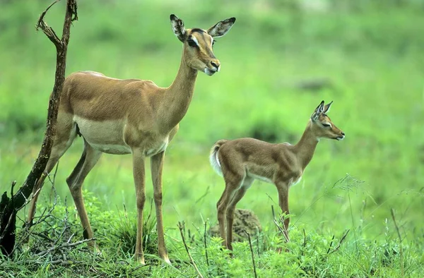 Impala Aepyceros Melampus Även Svartklackad Antilop Med Ungar — Stockfoto