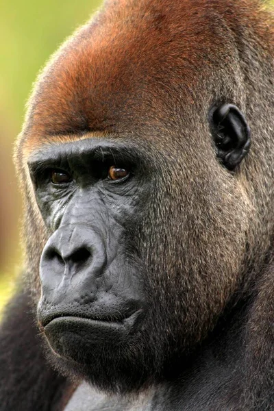 Gorila Occidental Gorila Gorila Berengei Ruanda —  Fotos de Stock