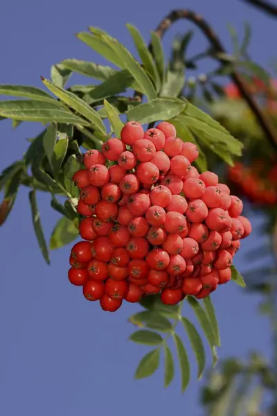 Owoce Popiołu Górskiego Rowan Łabędź Łabędź Europejski — Zdjęcie stockowe