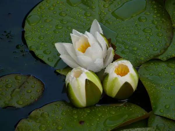 White Water Lily Flowers Garden Pond — Stock Photo, Image