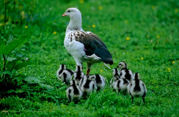 Andean Goose Chloephaga Melanoptera Goslings Young Chicks Meadow — Stock Photo, Image