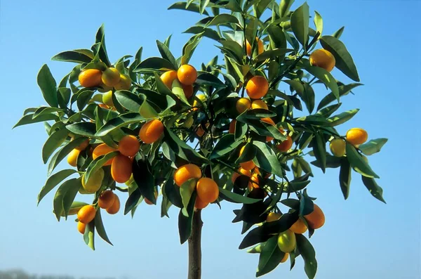 Kumquats Fortunella Vista Fondo Fruta — Foto de Stock