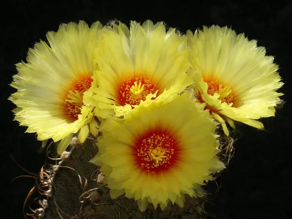 Astrophytum Capricorne Cultivated Plant Years Old Cactus Plant — Stock Photo, Image
