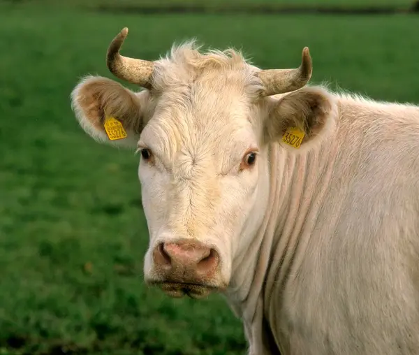 威尔士黑牛 威尔士黑人 威尔士黑人牛肉 — 图库照片