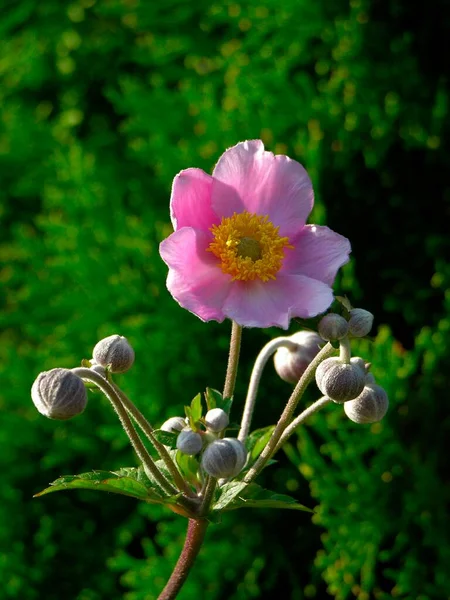 Anemone Υβριδικό Λουλούδι Στο Φόντο Της Φύσης — Φωτογραφία Αρχείου