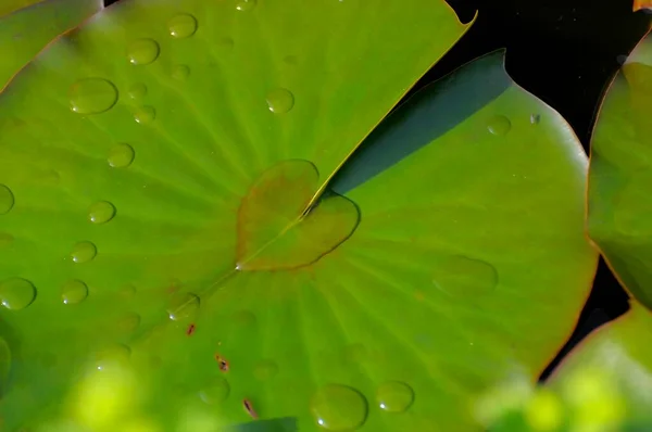 Herz Aus Wasser Lilienkissen — Stockfoto
